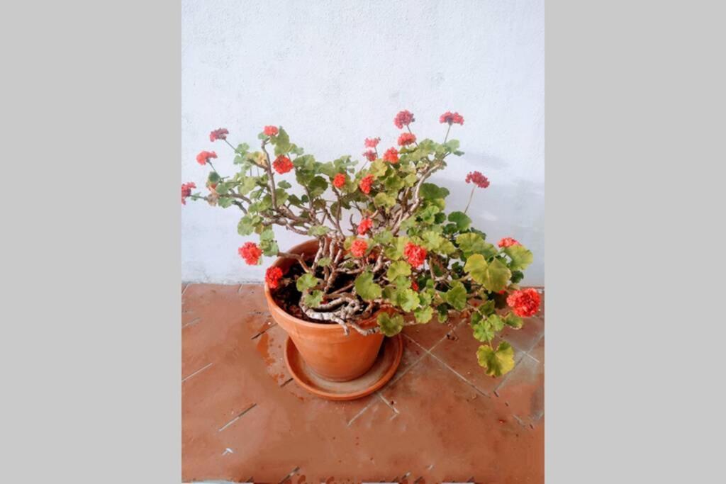Casa Da Zeca, Garagem Gratuita, Costa Nova Appartement Gafanha da Encarnacao Buitenkant foto